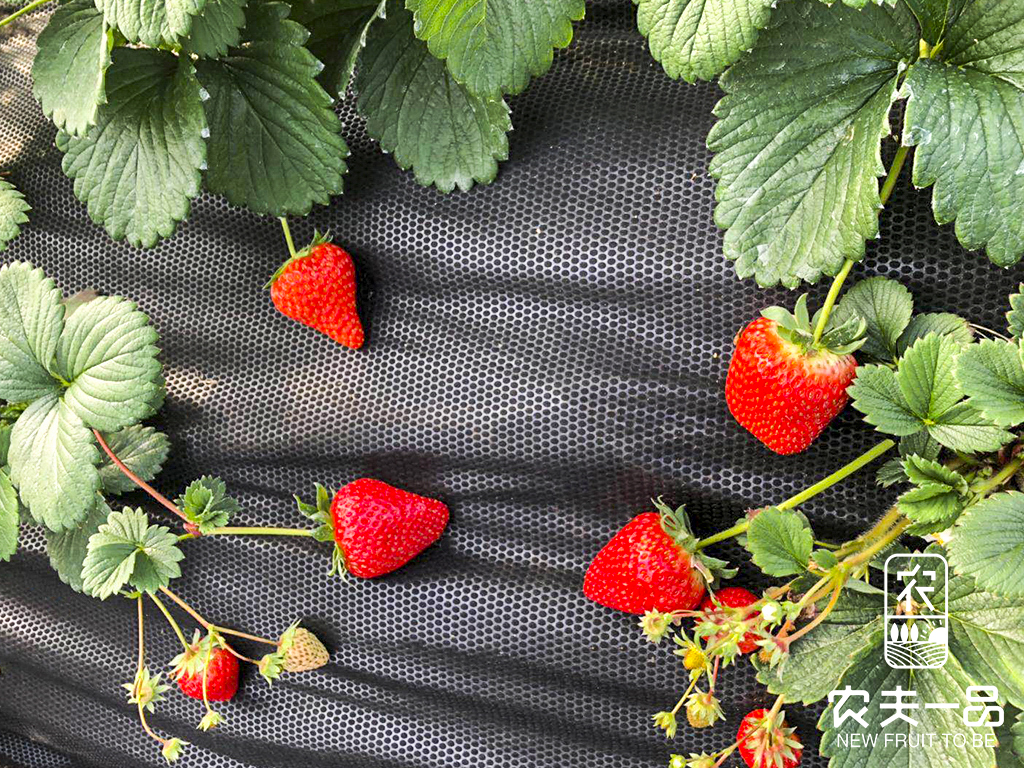 莳植草莓铺设新型地膜注重事变