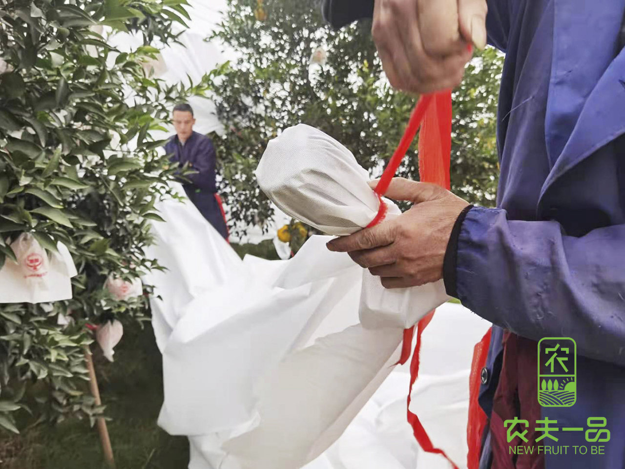 今年是冷冬？如何避免果园冻害发生，做好预防才能扛得住！