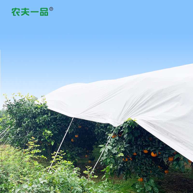冬季害怕果园受冻？给你准备了果园防寒的技术要点，快来看！