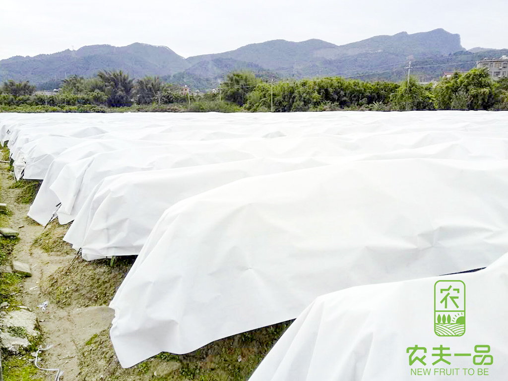 果树御寒布：详尽庇护您亲爱的果树