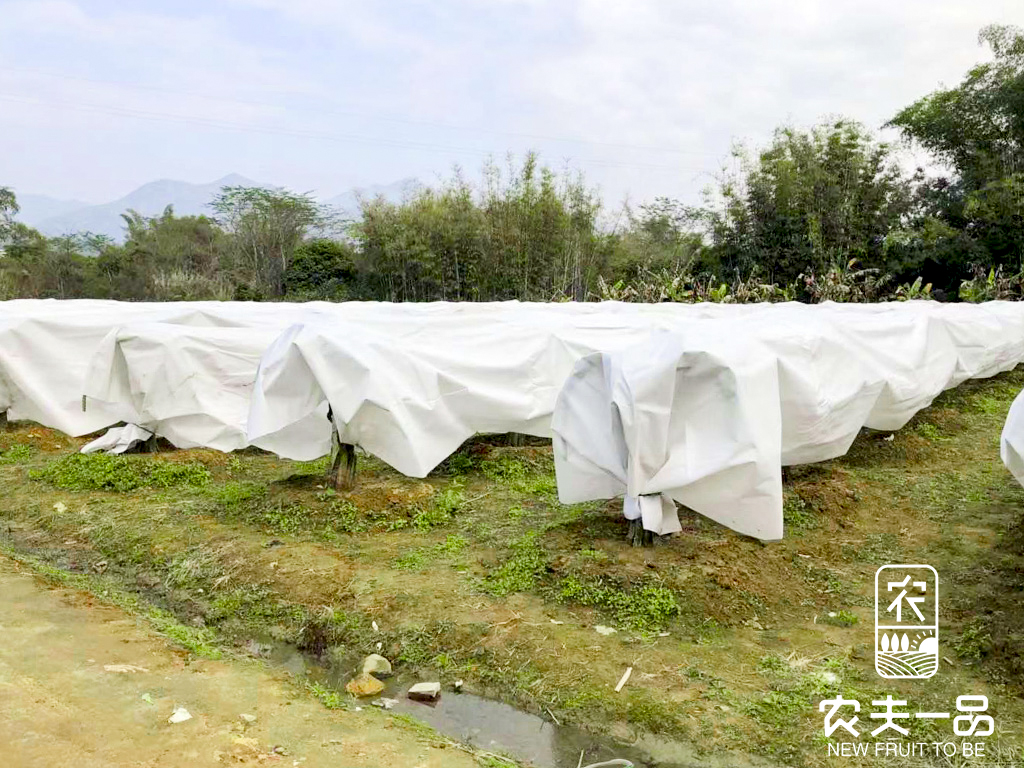 柑桔防护资讯——高温冻害办理