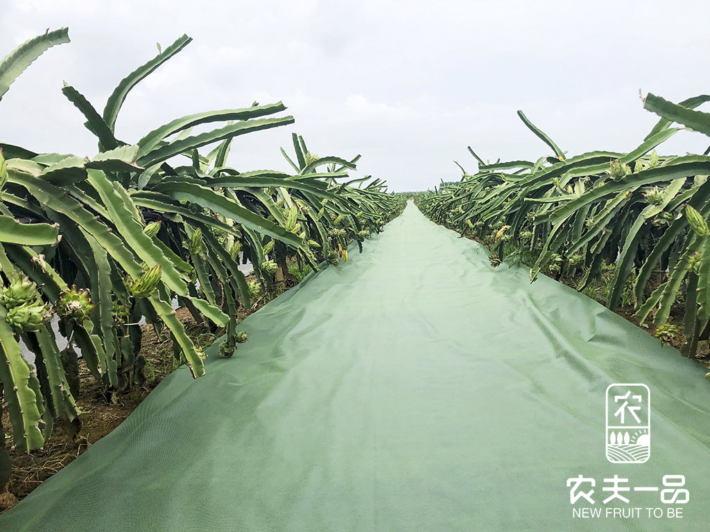 在果园里，杂草的风险不容小觑，若何有用节制？