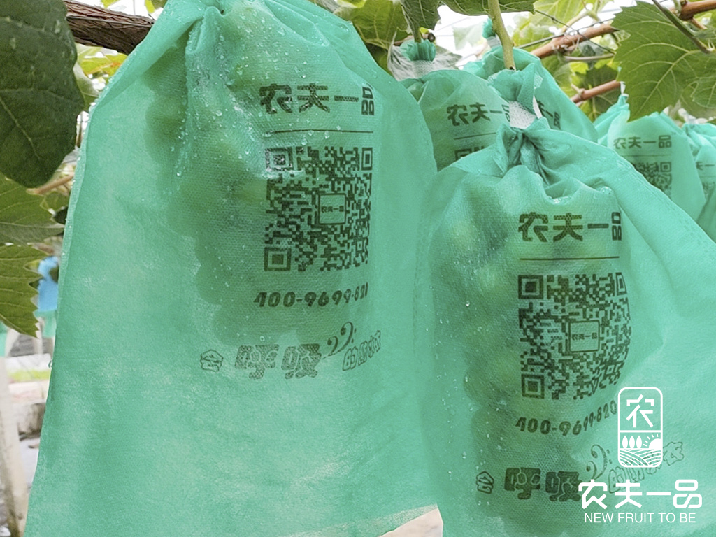 1715330859312221.jpg 套袋绿色场景利用 (2).jpg